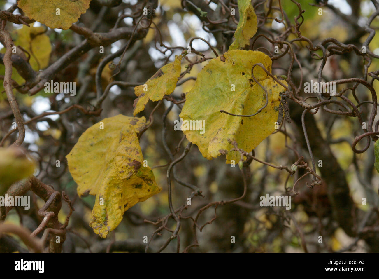 Corkscrew hazel shrub hires stock photography and images Alamy