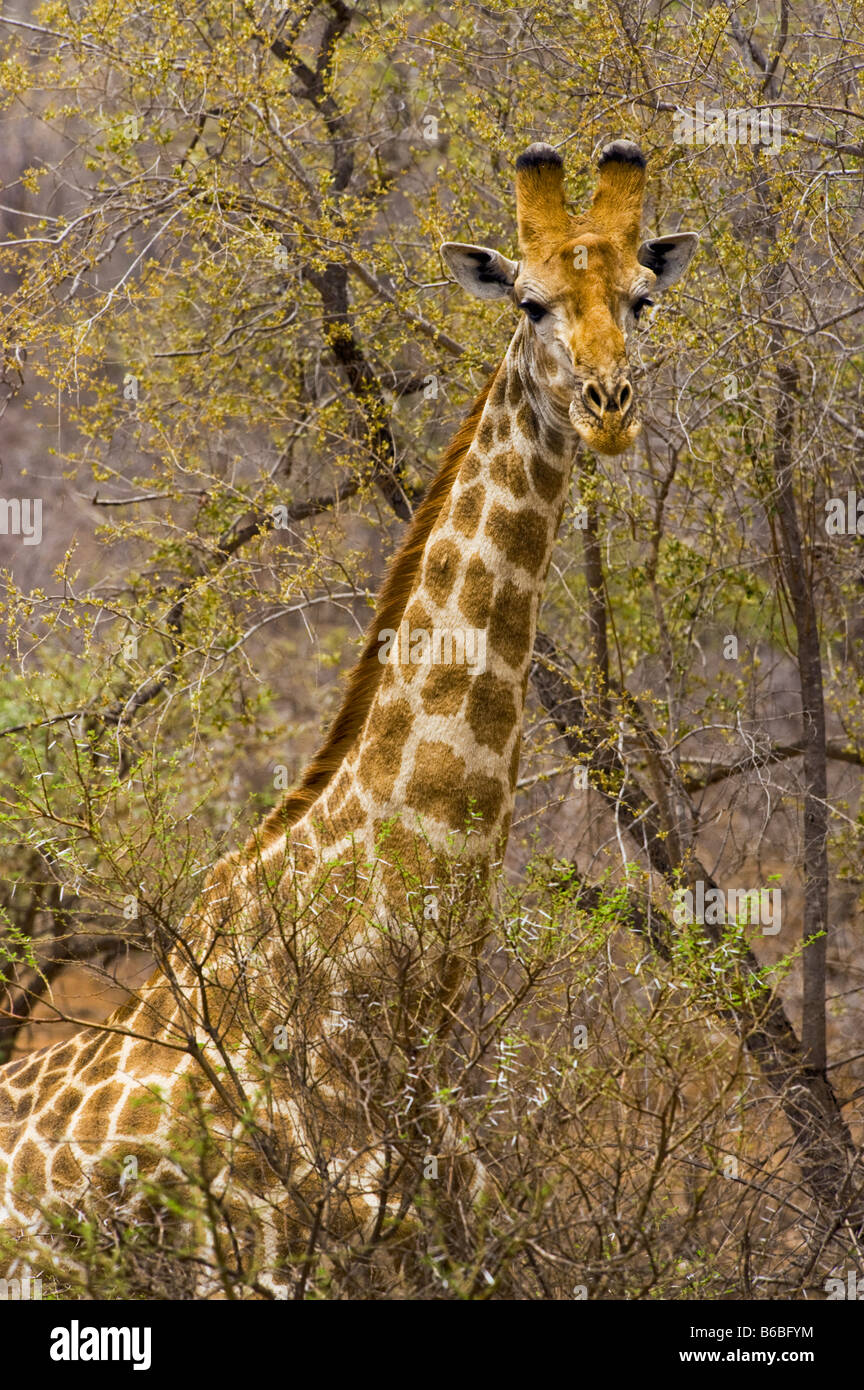 portrait head of a wild giraffe GIRAFFA CAMELOPARDALIS southern Giraffe in acacia woodland south africa south-africa ambience ea Stock Photo
