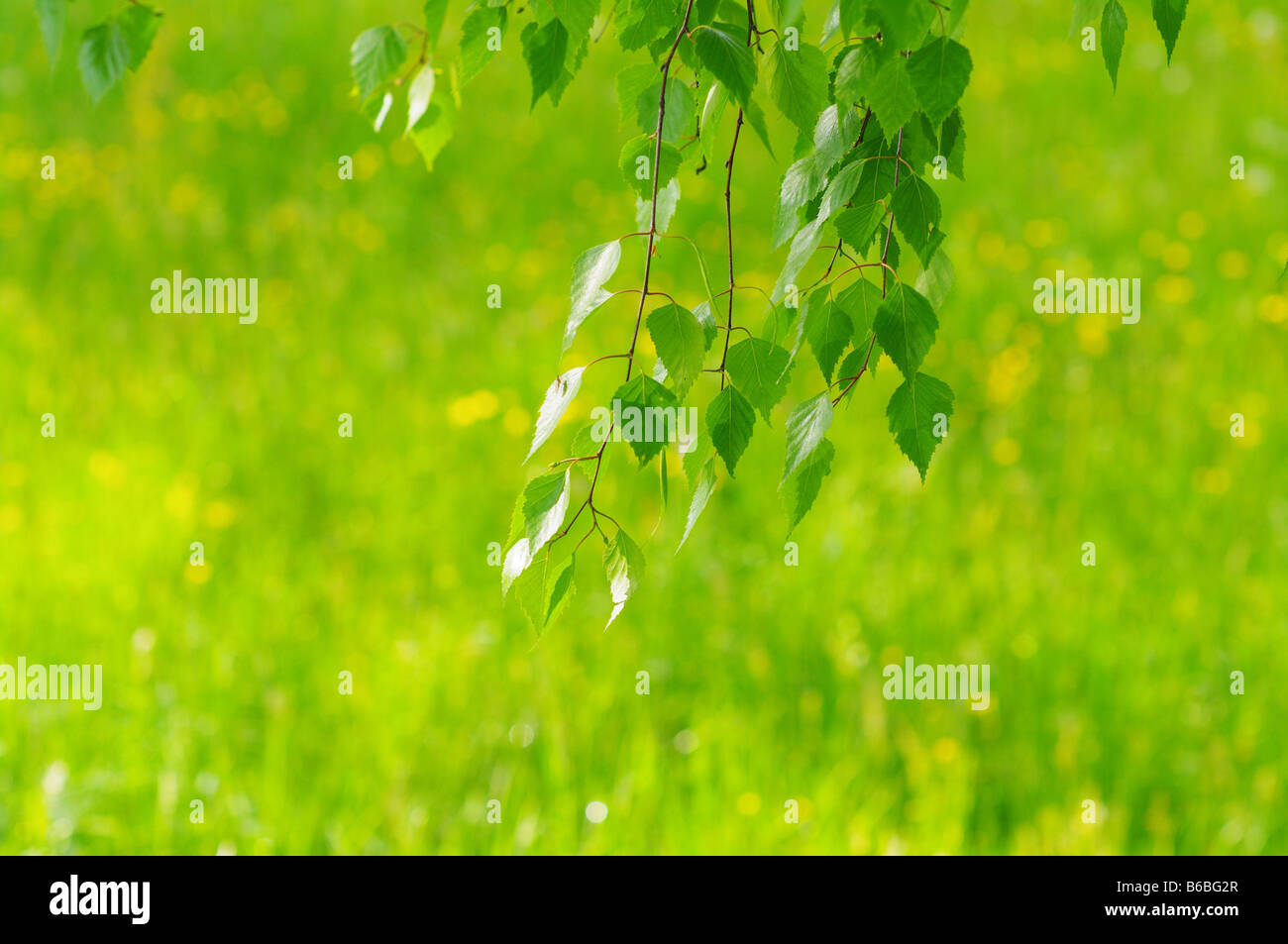 green leaves foliage at springtime Stock Photo - Alamy