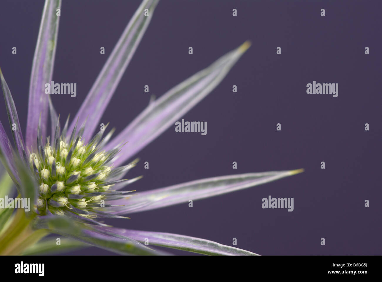 Sea Holly (Eryngium bourgatii Picos Amethyst), close up of flower against purple background. Stock Photo