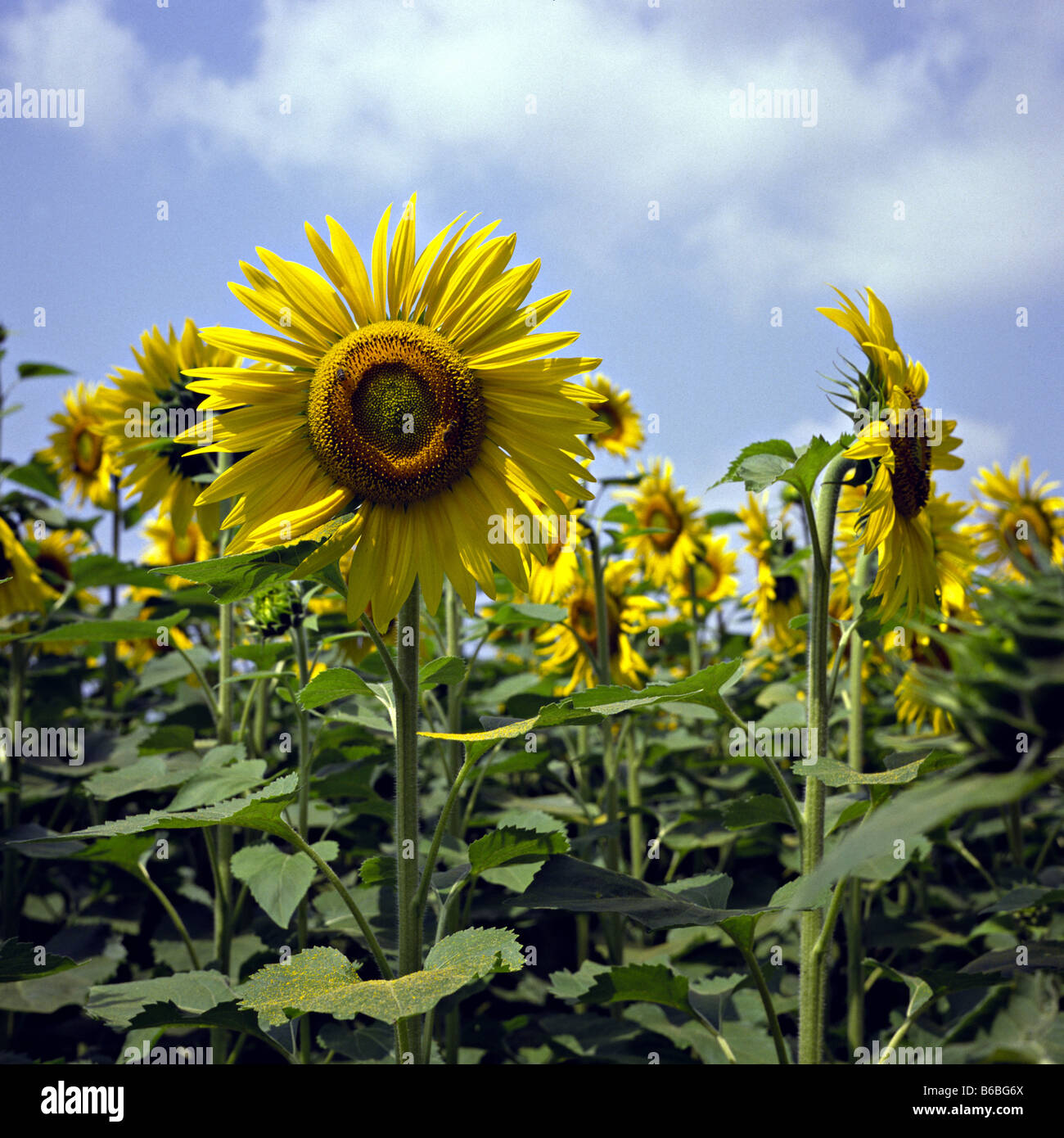 Sunflowers blooming in field Stock Photo - Alamy