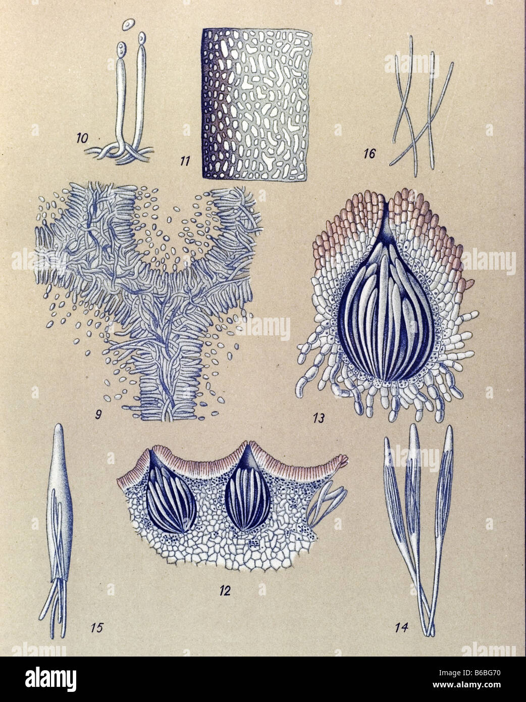 Ergot, poisonous parasitic mushrooms fungi illustrations Stock Photo
