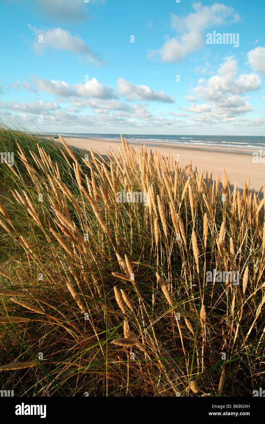 Dune reeds hi-res stock photography and images - Alamy