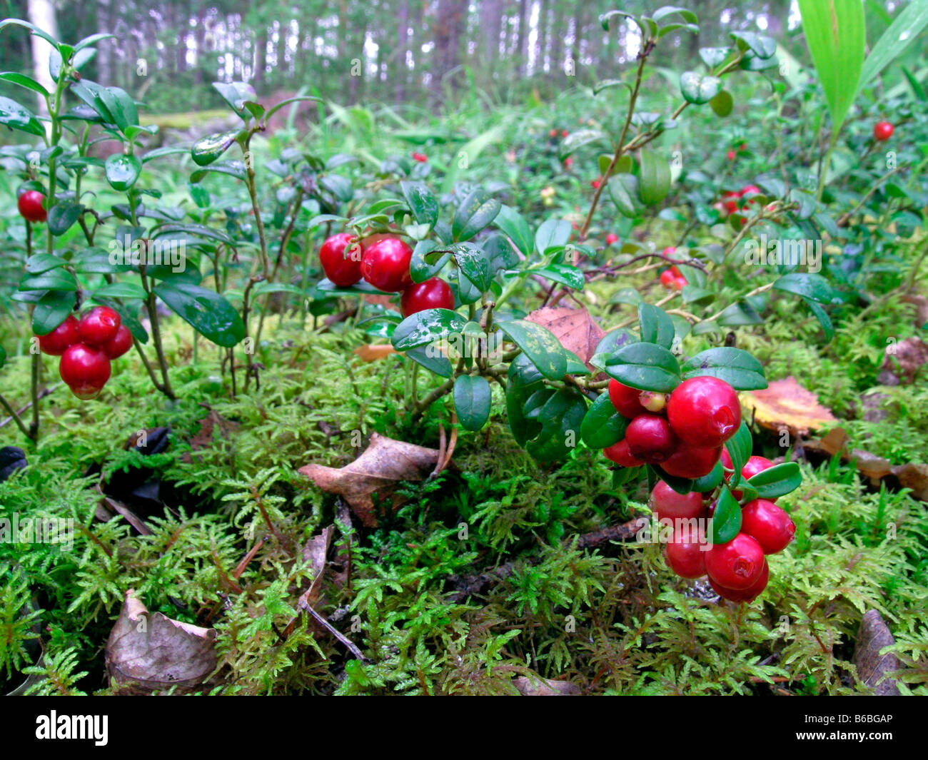 Berries growing on trees Stock Photo Alamy