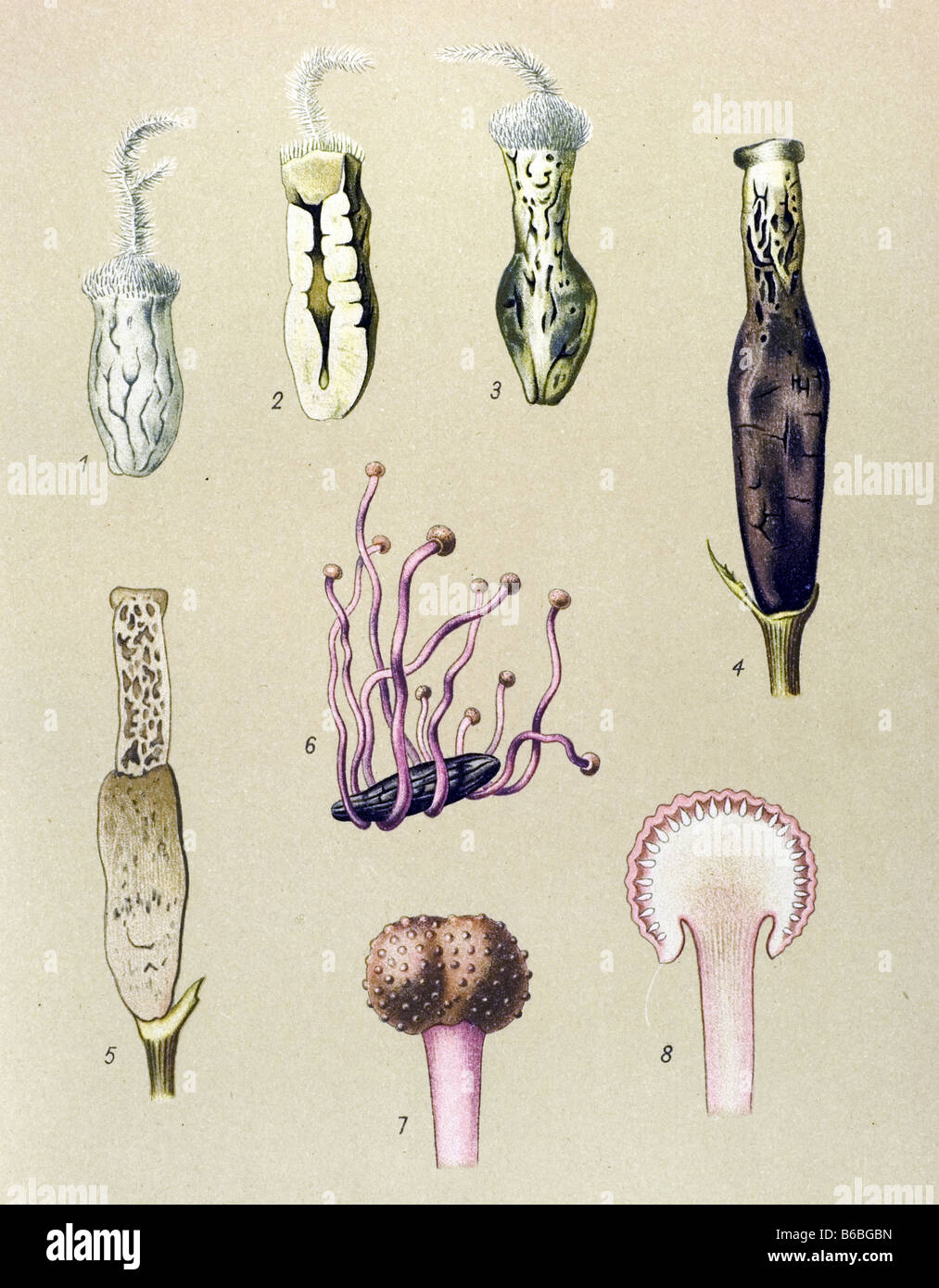 Ergot, poisonous parasitic mushrooms fungi illustrations Stock Photo