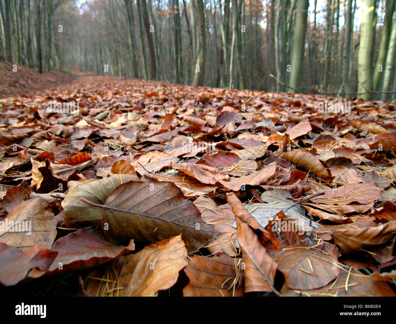 Fallen leaves on road in forest Stock Photo