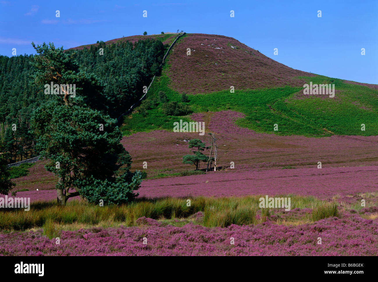 Summer heather at Ros Castle near Wooler Northumberland Stock Photo