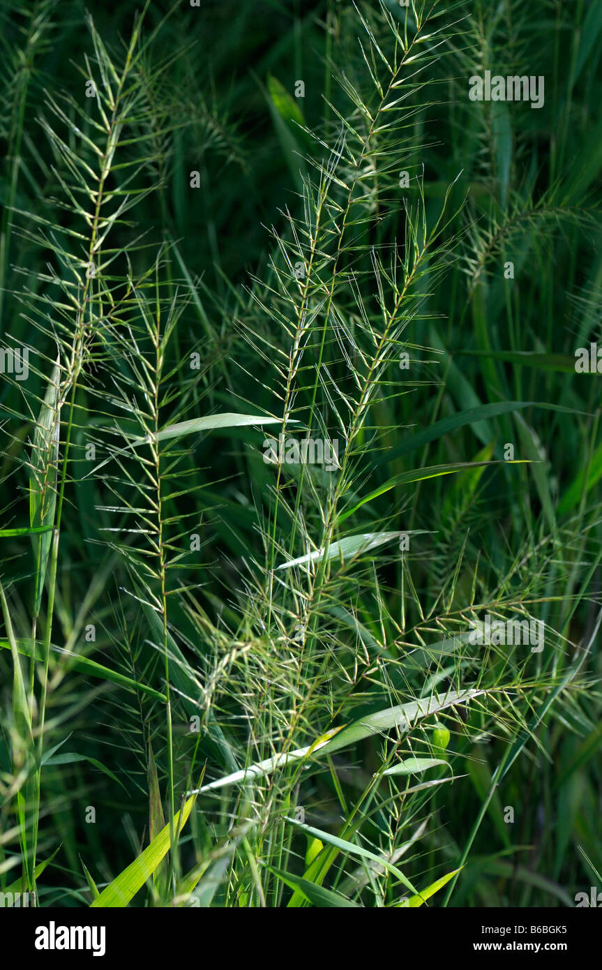 Eastern Bottlebrush Grass (Hystrix patula, Elymus hystrix), seed heads