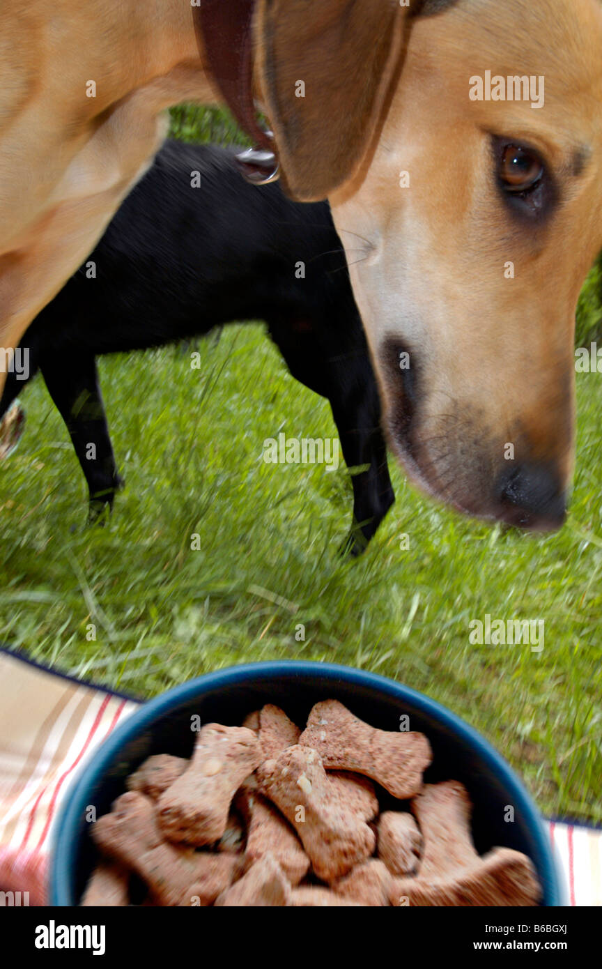Closeup of dog eating biscuits Stock Photo Alamy
