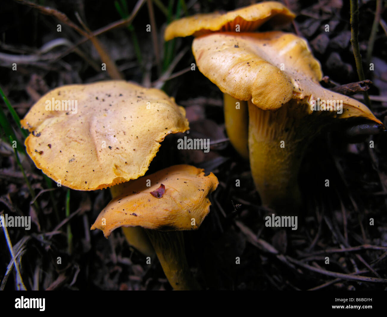 Close-up of mushrooms growing in field Stock Photo