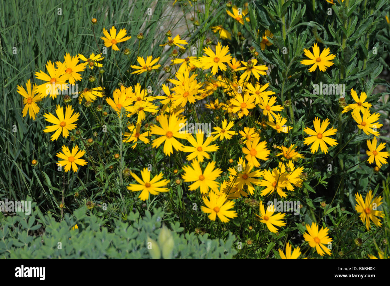 Tickseed (Coreopsis pubescens), flowering Stock Photo Alamy