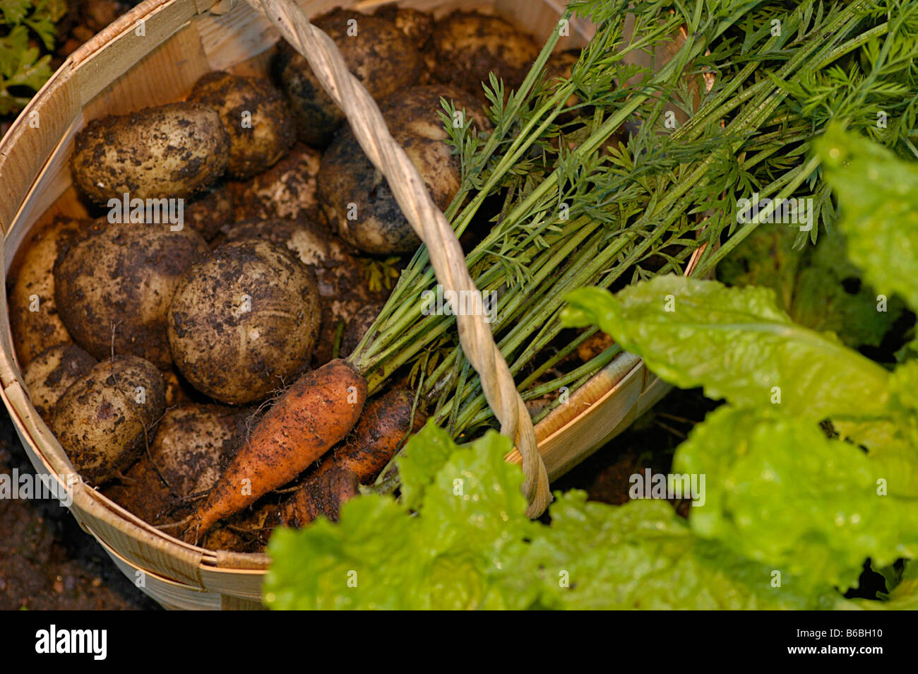 Potatoes and radishes in bowl Stock Photo Alamy