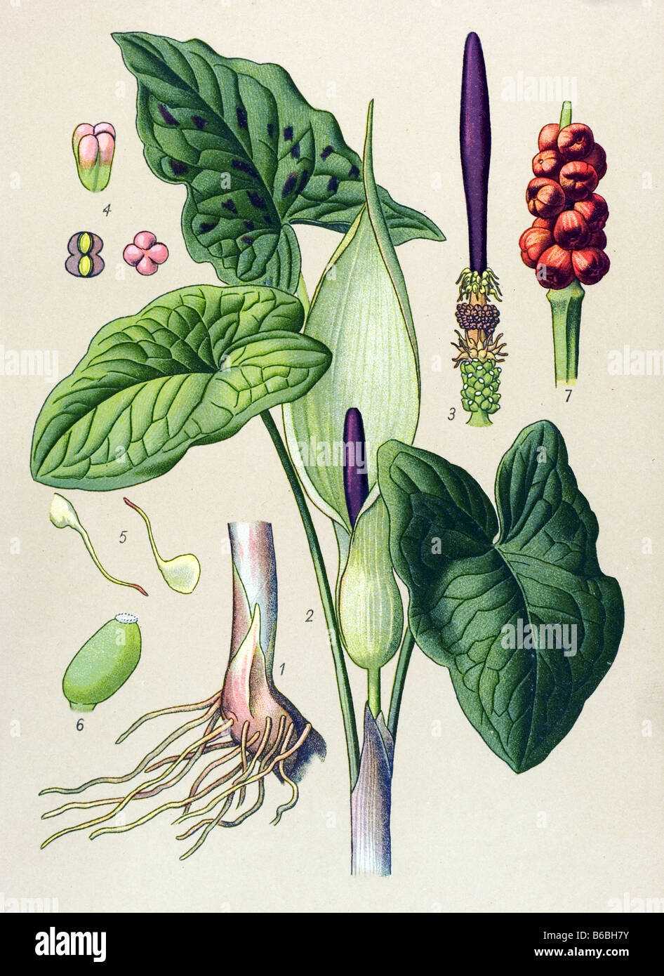 Devils and Angels, Arum maculatum, poisonous plants illustrations Stock Photo