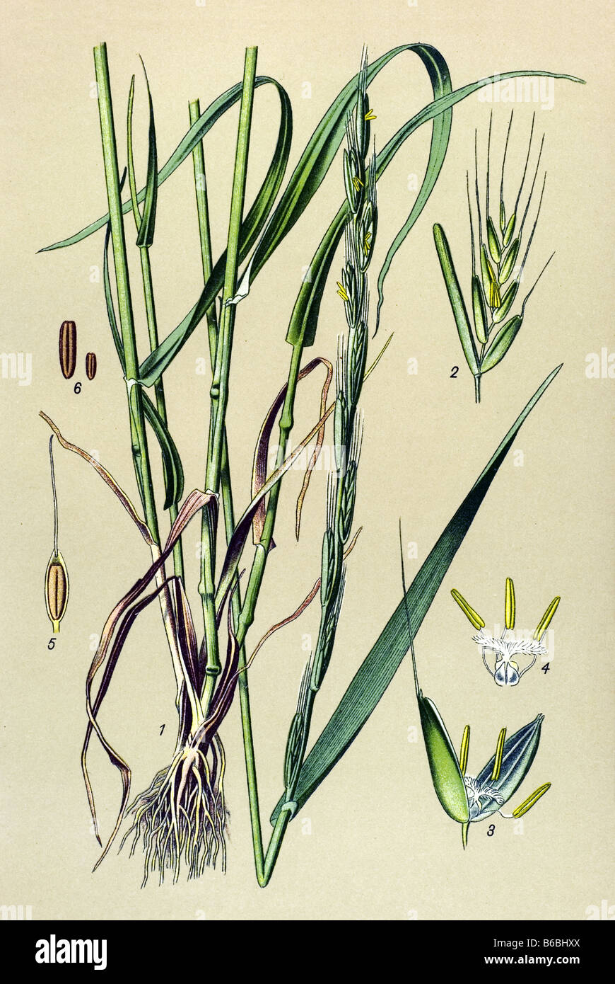 Darnel, Lolium temulentum, poisonous plants illustrations Stock Photo