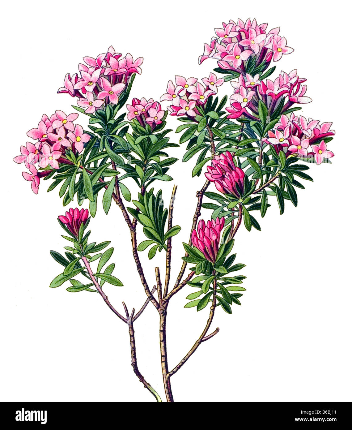Daphne Cneorum, poisonous plants illustrations Stock Photo