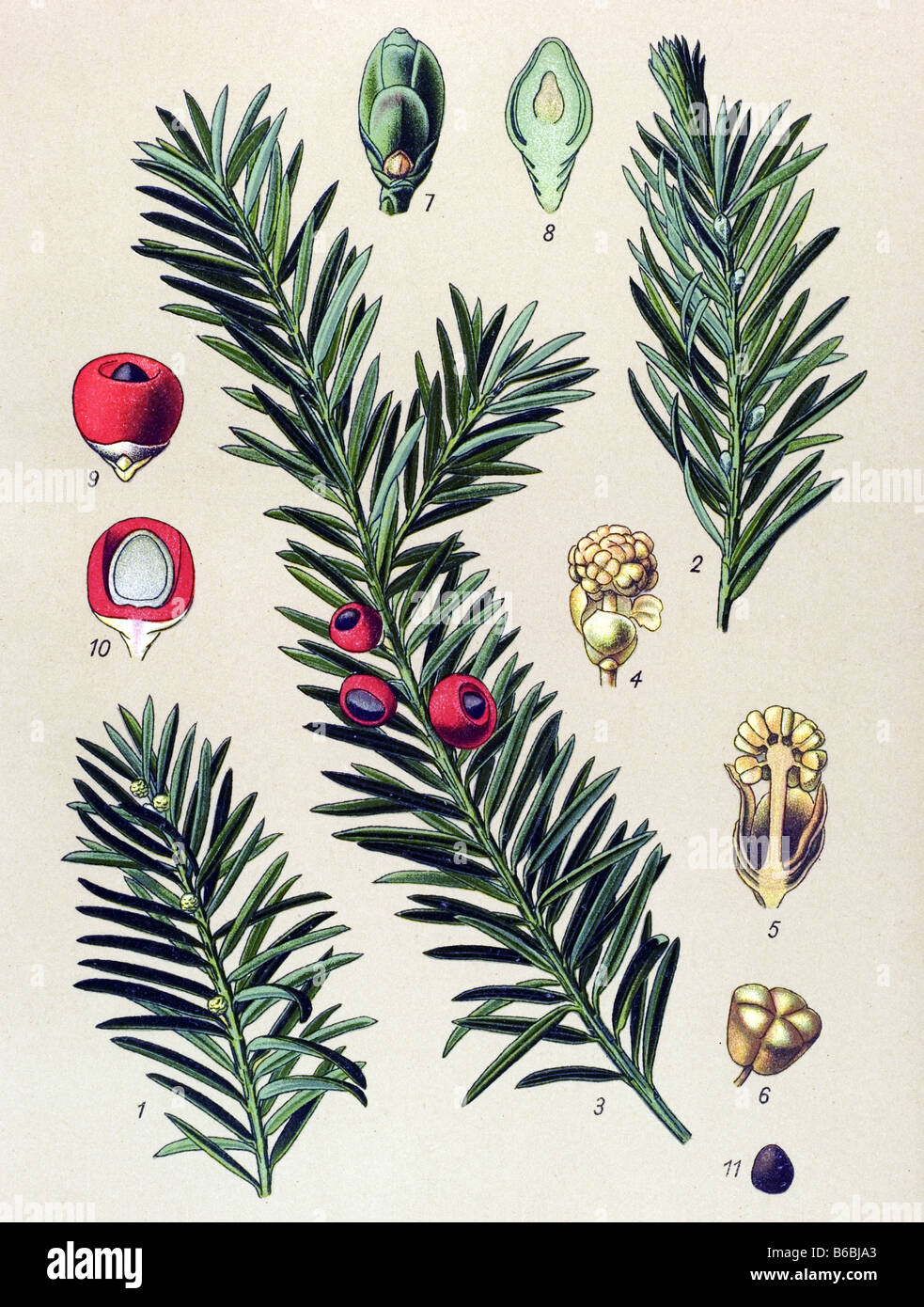 Yew, Taxus baccata, poisonous plants illustrations Stock Photo