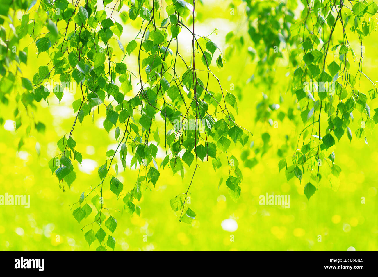 green leaves foliage at springtime Stock Photo - Alamy
