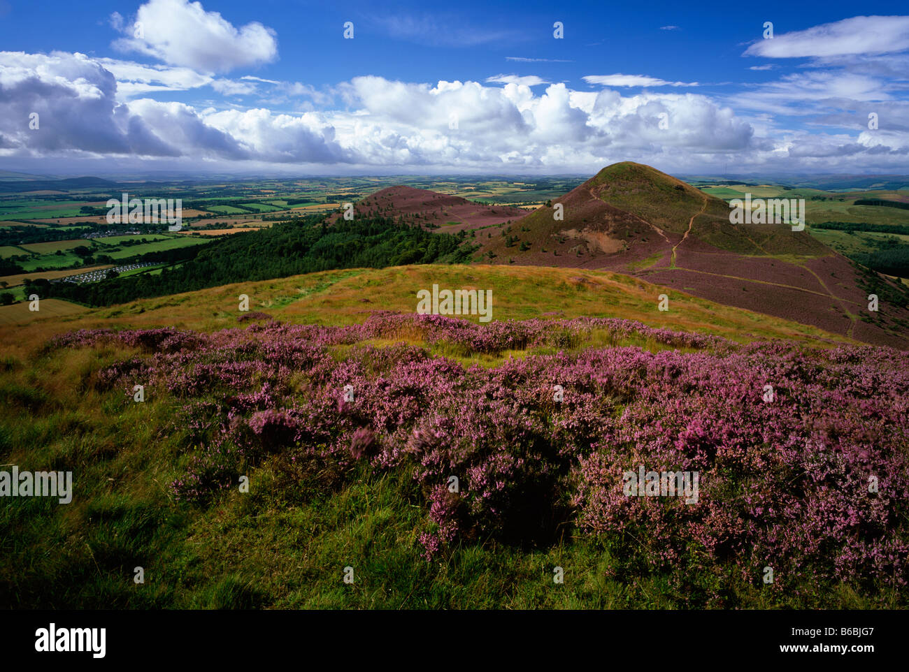 Eildon Hills in summer heather, near Melrose, Scottish Borders Stock Photo