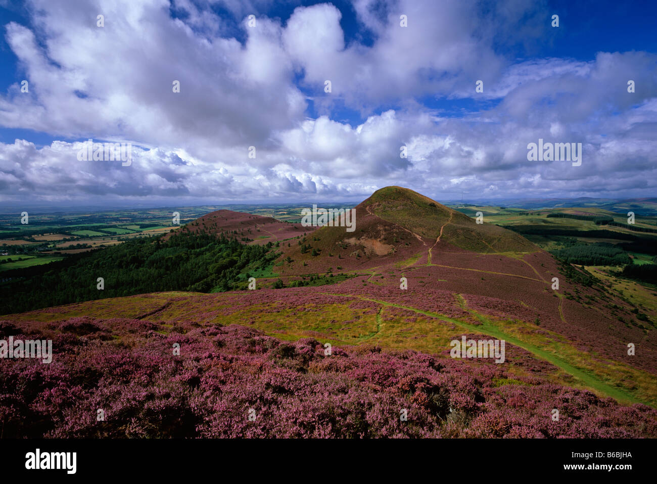 Eildon Hills in summer heather, near Melrose, Scottish Borders Stock Photo