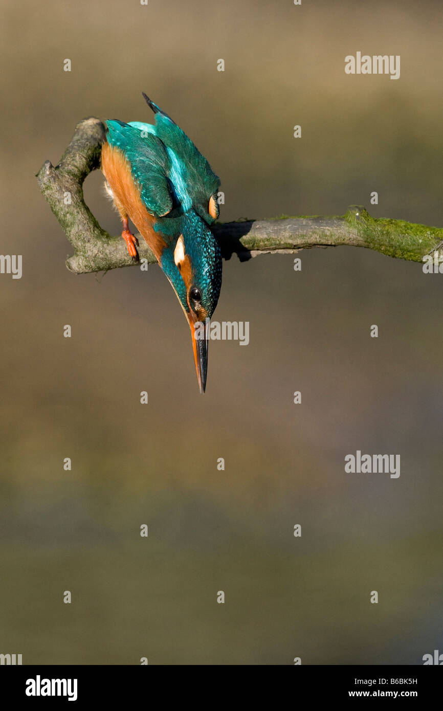 Alcedo atthis - kingfisher about to dive in after prey Stock Photo - Alamy