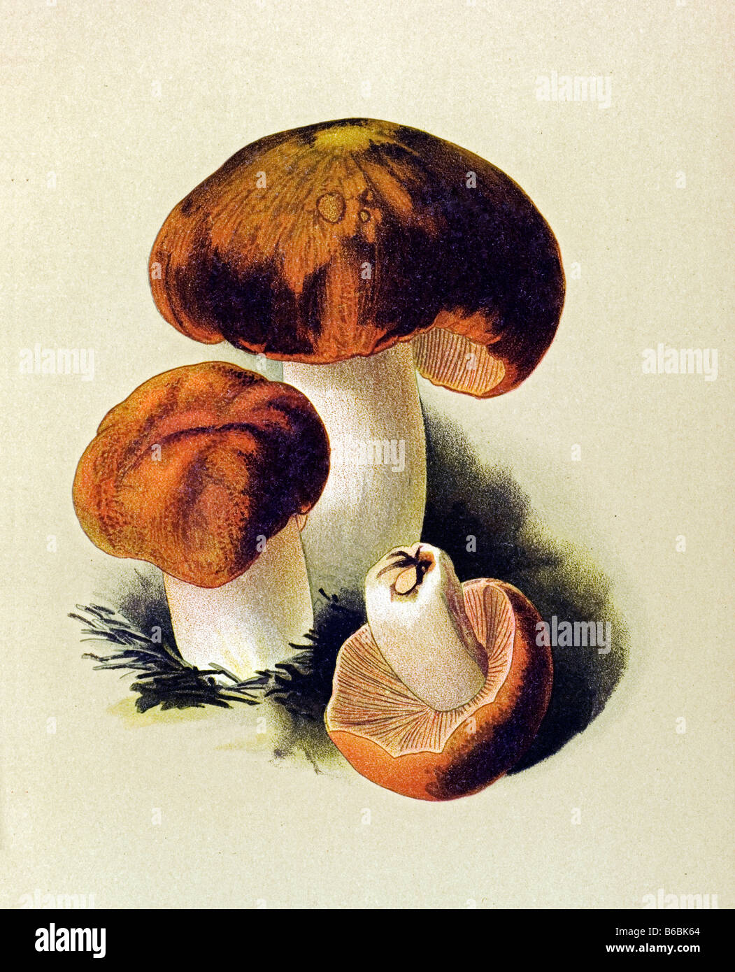 Russula foetens, poisonous parasitic mushrooms fungi illustrations Stock Photo
