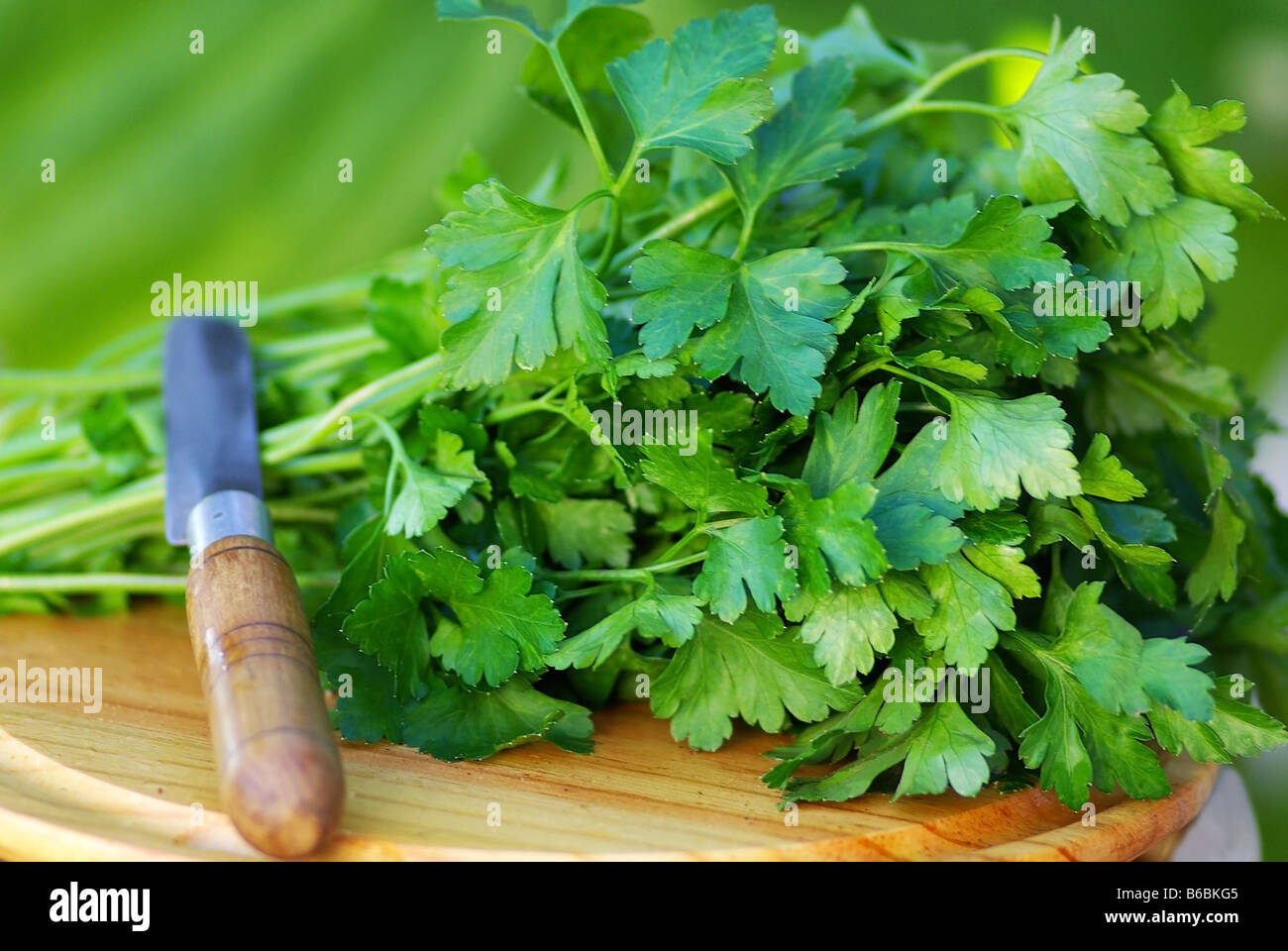 Green  parsley. Stock Photo