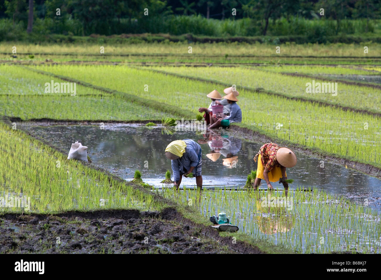 Indonesia, Yogyakarta { Jokjakarta ), Java, Women in paddy rice field ...