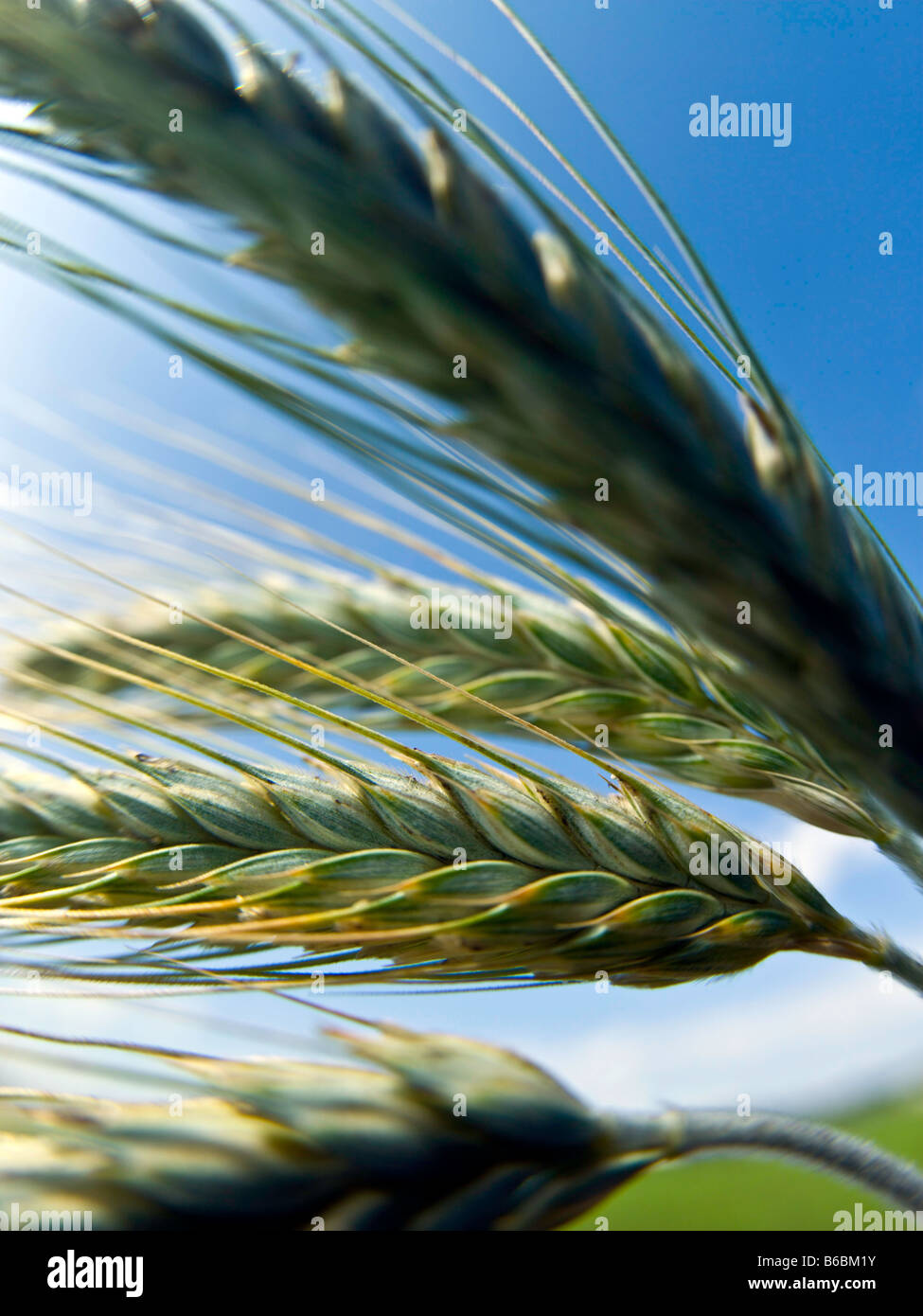 Macro photo wheat grains hi-res stock photography and images - Alamy