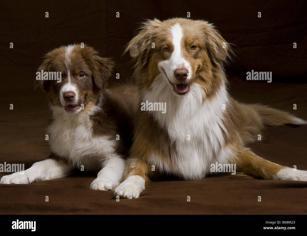 Close-up of two dogs lying with its puppy on floor Stock Photo - Alamy