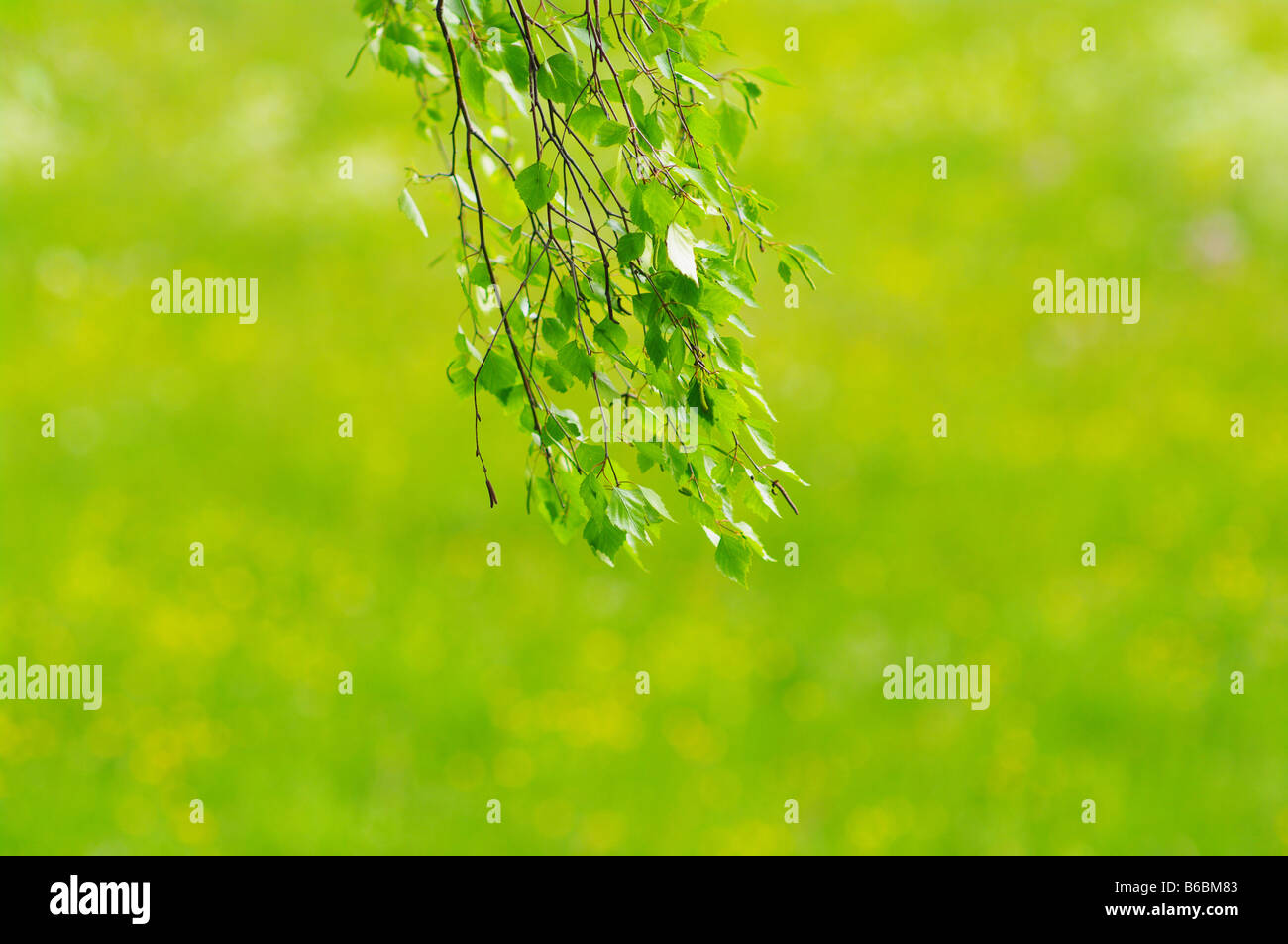 green leaves foliage at springtime Stock Photo - Alamy