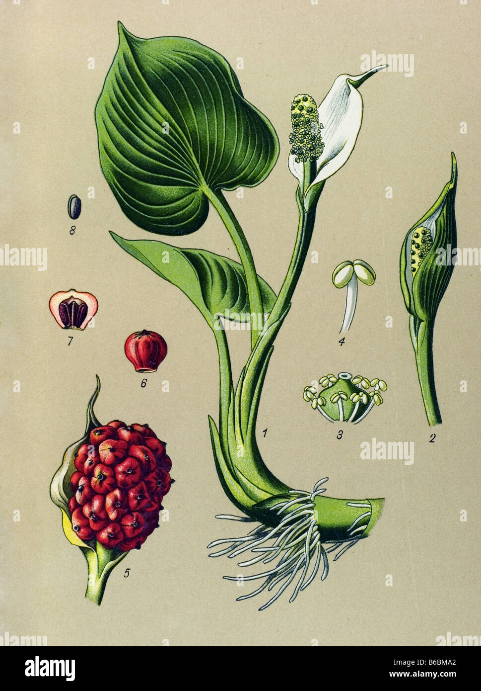 Calla palustris, Calla, poisonous plants illustrations Stock Photo