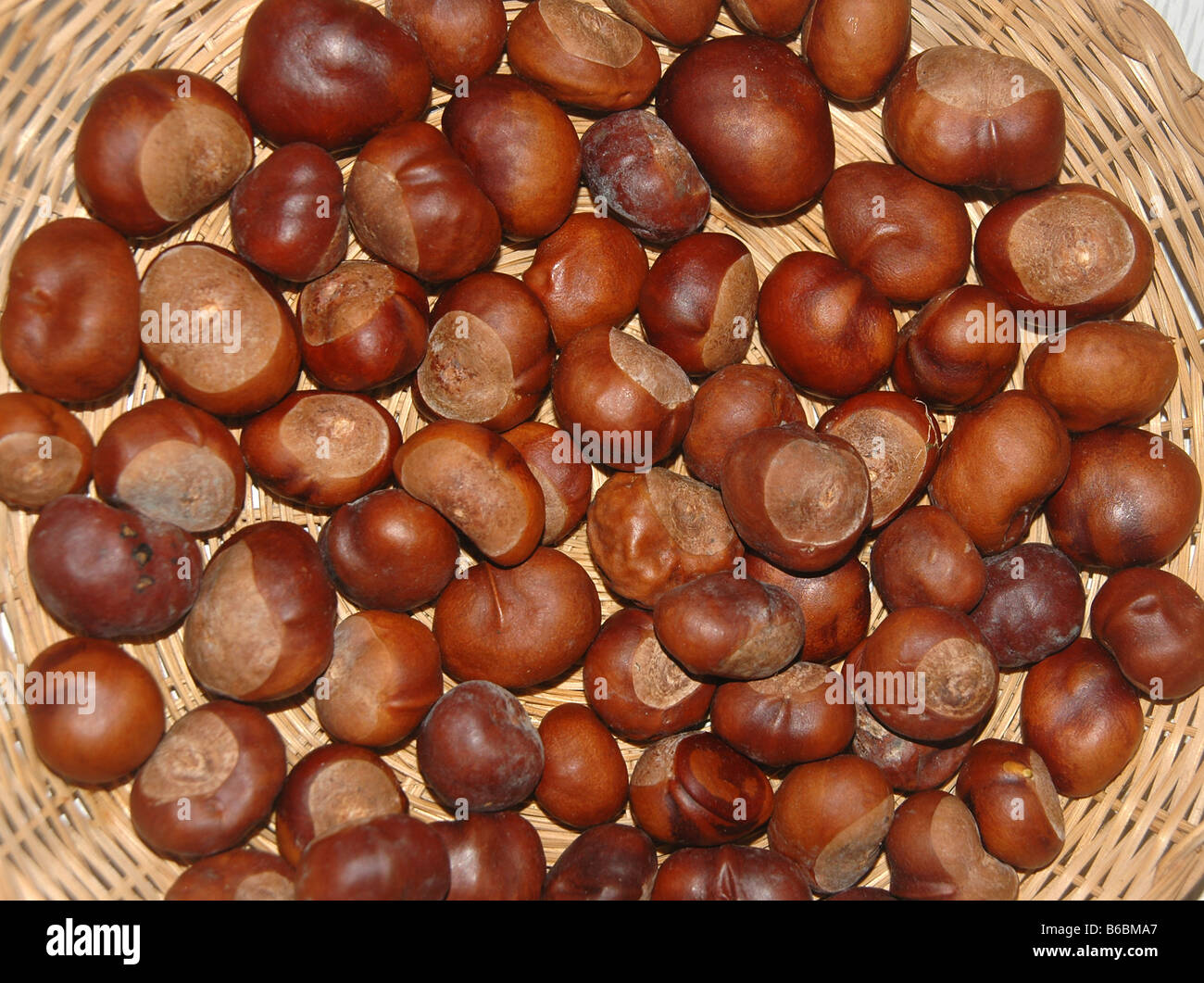 A basket full of horse chestnuts. Stock Photo