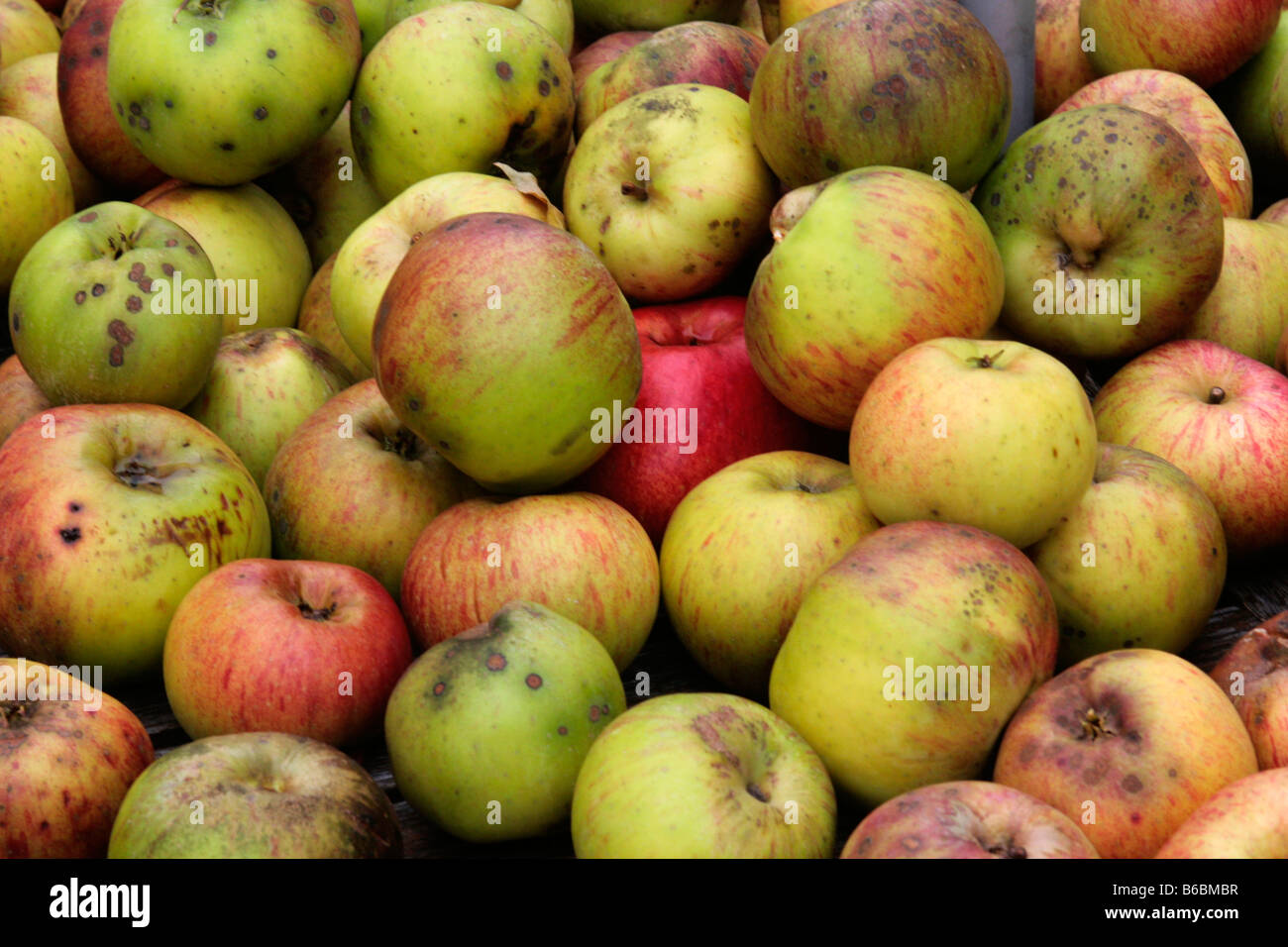 Bramley Cooking Apples Stock Photo Alamy