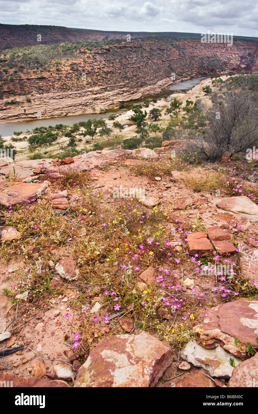 Wildflowers growing at the top of the gorge in Kalbarri National Park, Western Australia Stock Photo