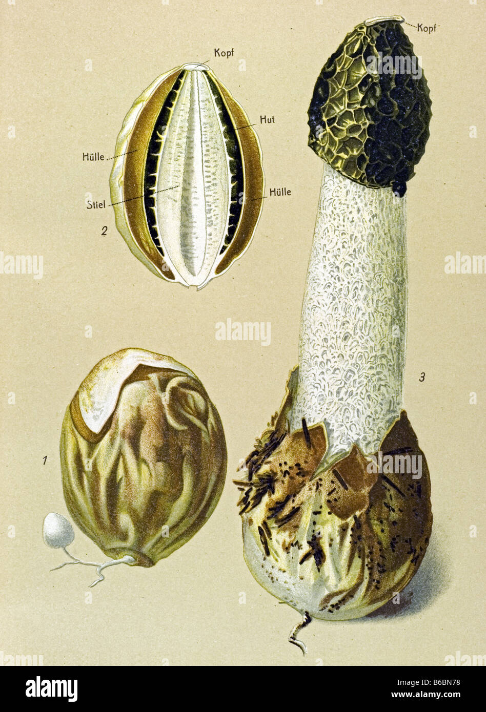 Stinkhorn, Phallus impudicus, mushrooms fungi illustrations Stock Photo