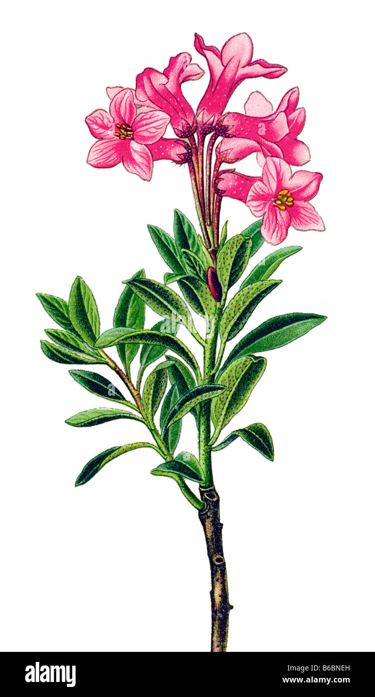 Rhododendron hirsutum poisonous plants illustrations Stock Photo
