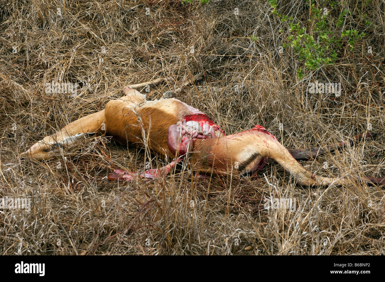 killed dead impala take prey of a wild cat big-cat lion gepard cheetah leopard the killer was disturbed by the observers Stock Photo