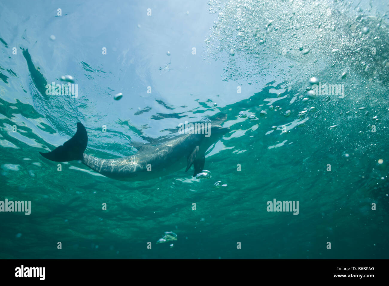Bahamas Grand Bahama Island Freeport Captive Bottlenose Dolphin