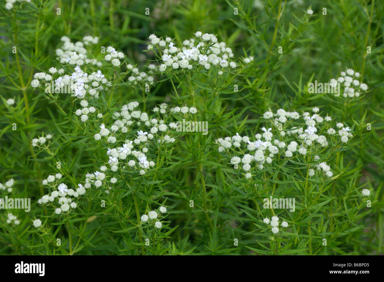 Virginia Mountain Mint (Pycnanthemum virginianum), flowering Stock Photo
