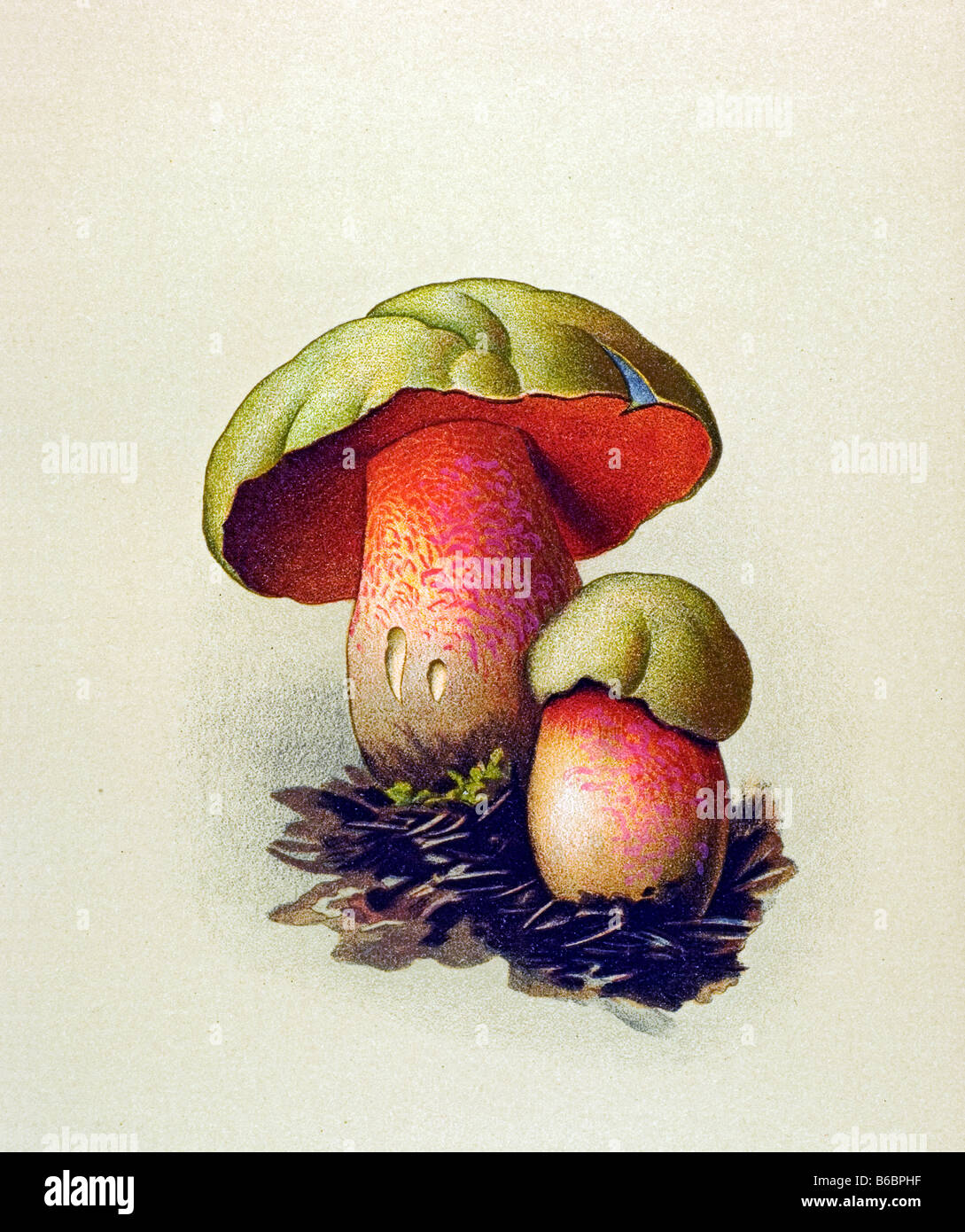 Boletus lupinus, poisonous parasitic mushrooms fungi illustrations Stock Photo