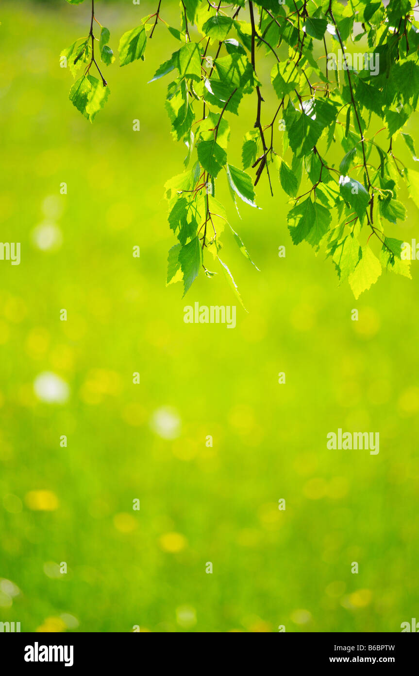Foliage plan hi-res stock photography and images - Alamy