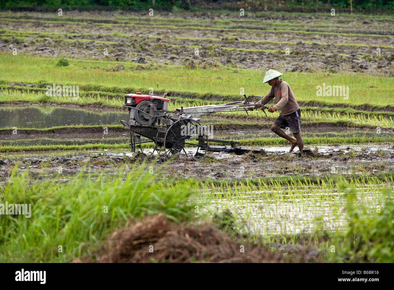 Indonesia, Yogyakarta { Jokjakarta }, Java, Man in paddy rice field Stock Photo