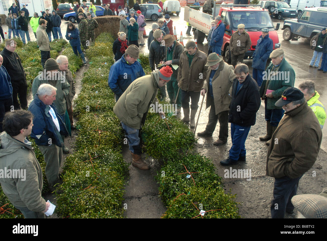 The winter Mistletoe and Holly auctions near Tenbury Wells on the borders of Shropshire Worcestershire and Herefordshire. Picture by David  Bagnall Stock Photo