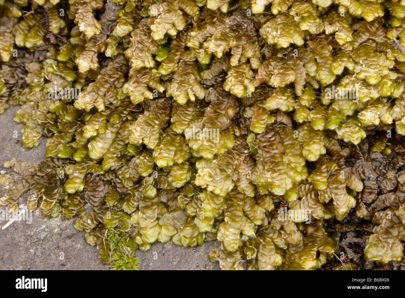 Wall scalewort Porella platyphylla a leafy liverwort UK Stock Photo