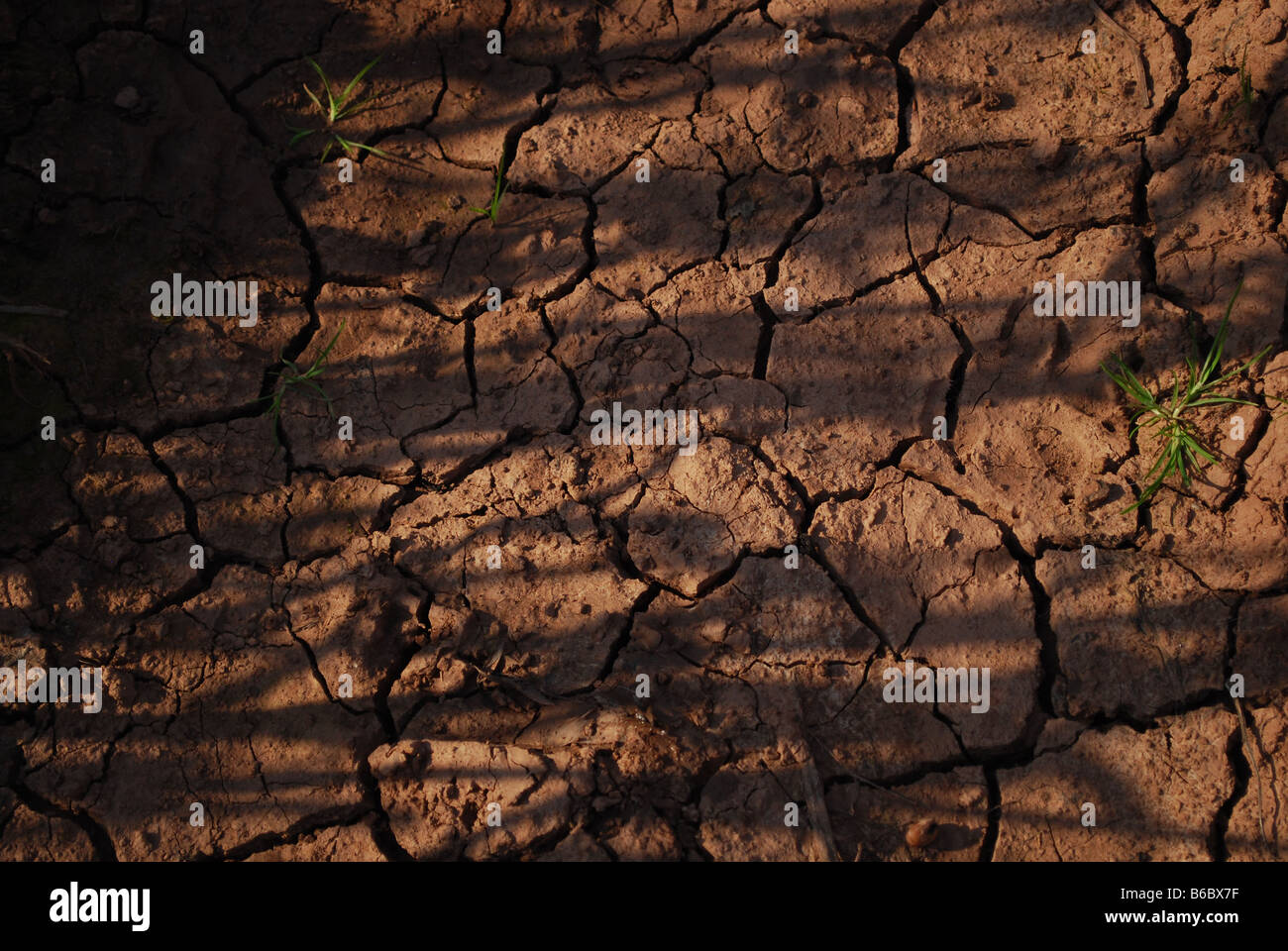 dried up cracked mud path through a burnt off soya bean field on a sunny day, herefordshire, England Stock Photo