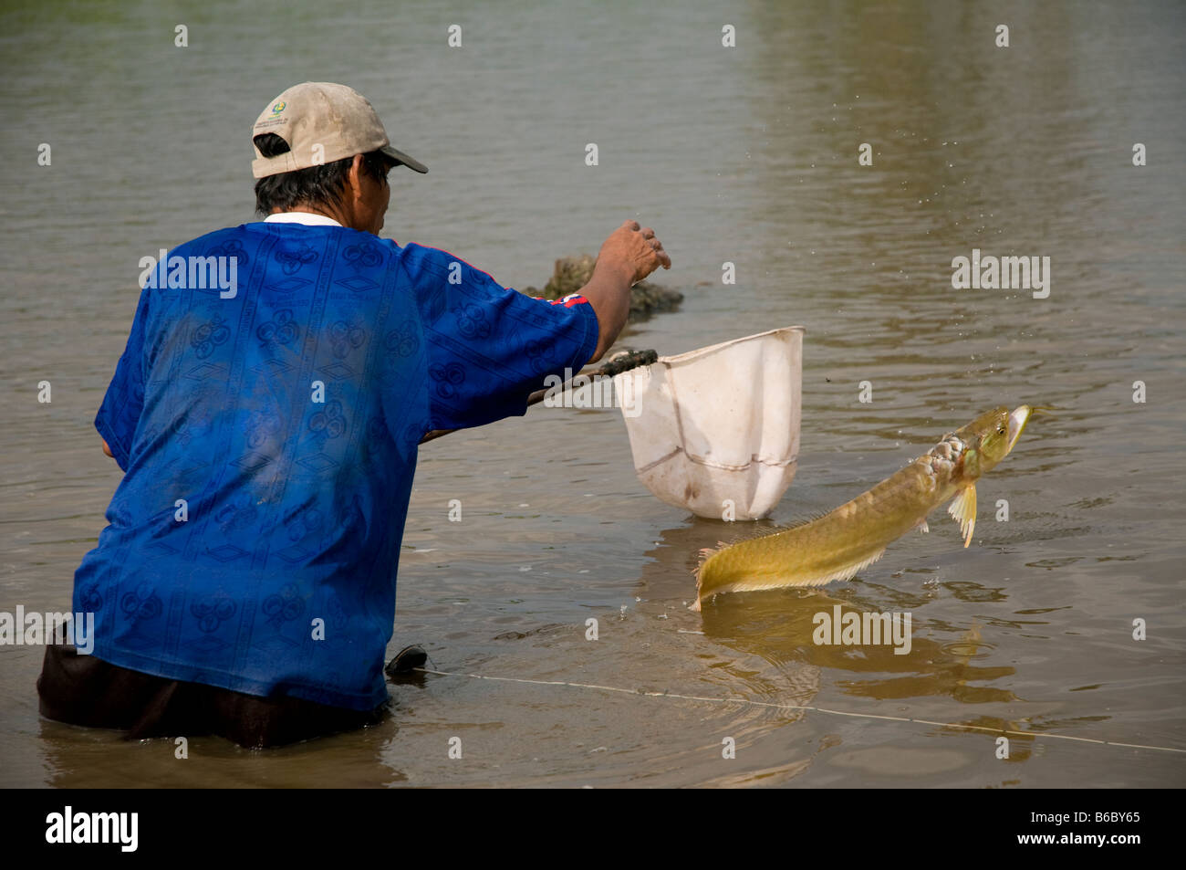 Silver Arowana or Arahuana Osteoglossum bicirrosum Amazonian fish Stock Photo