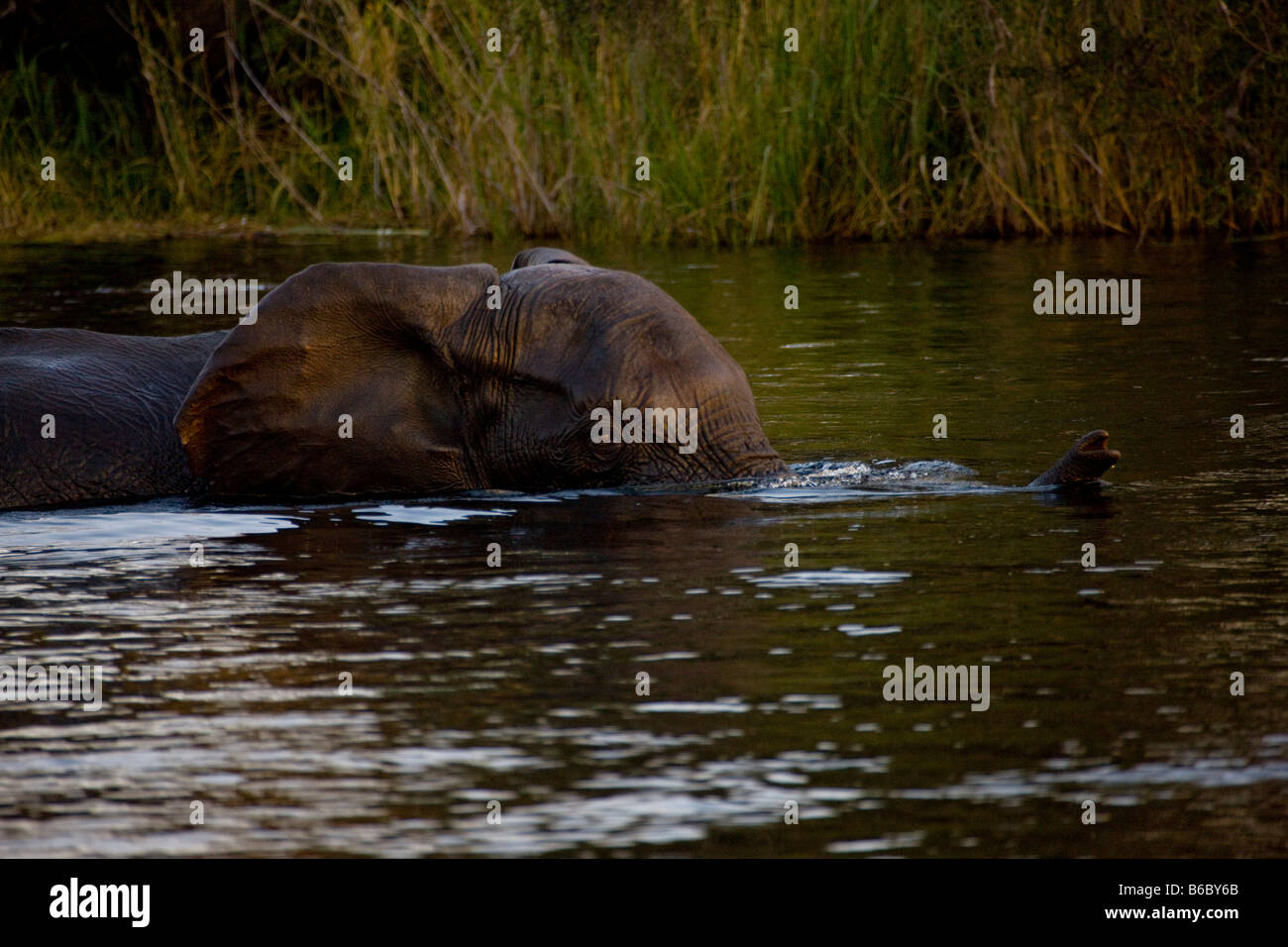 Baby Elephant Swimming in Late Day, Linyanti Swamp, Namibia Stock Photo Alamy