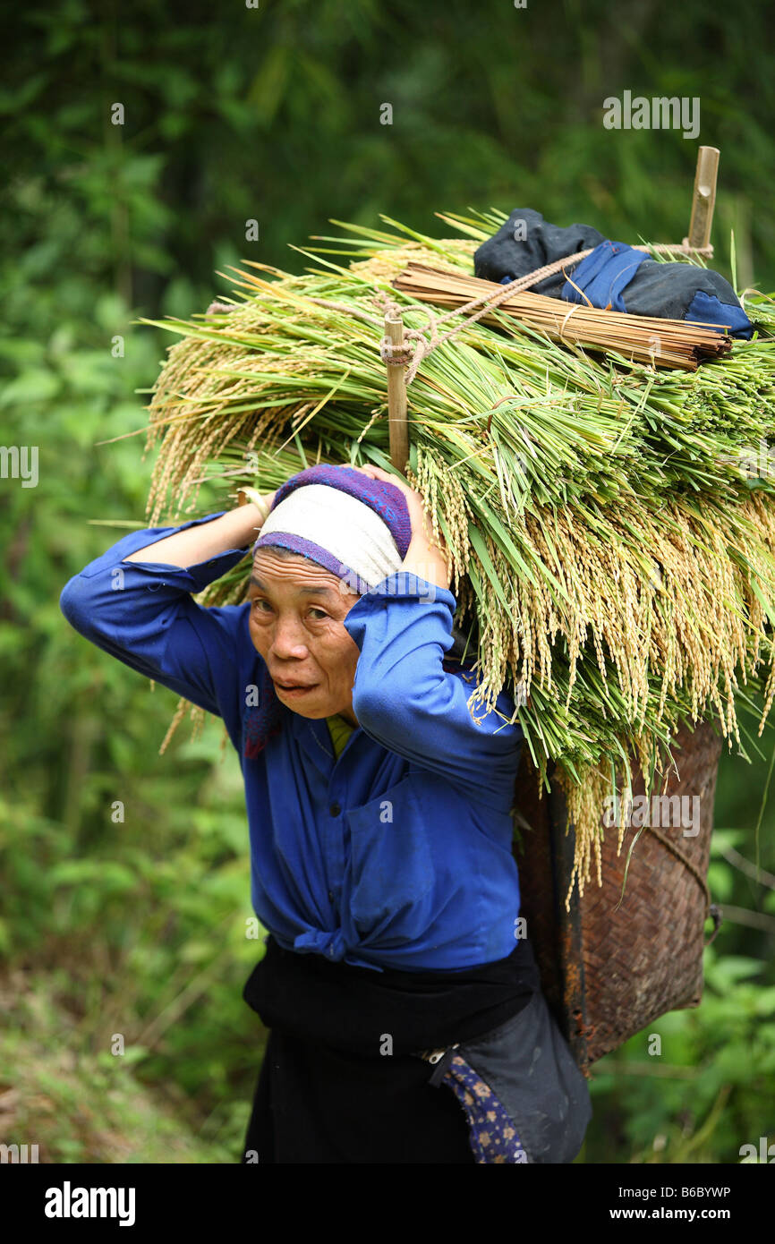 A Vietnamese woman carrying rice on her back Stock Photo