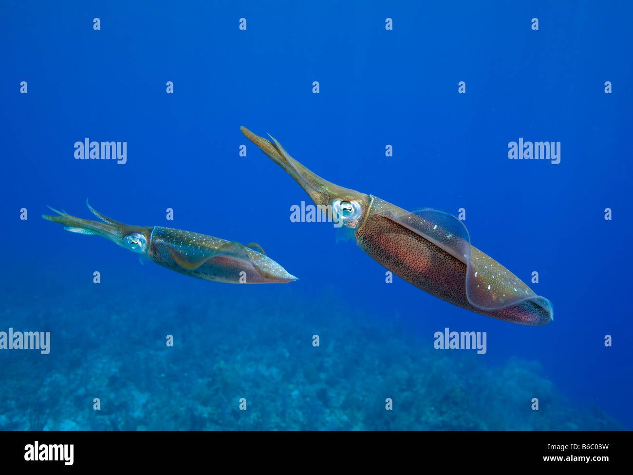 Cayman Islands Little Cayman Island Underwater view Caribbean Reef