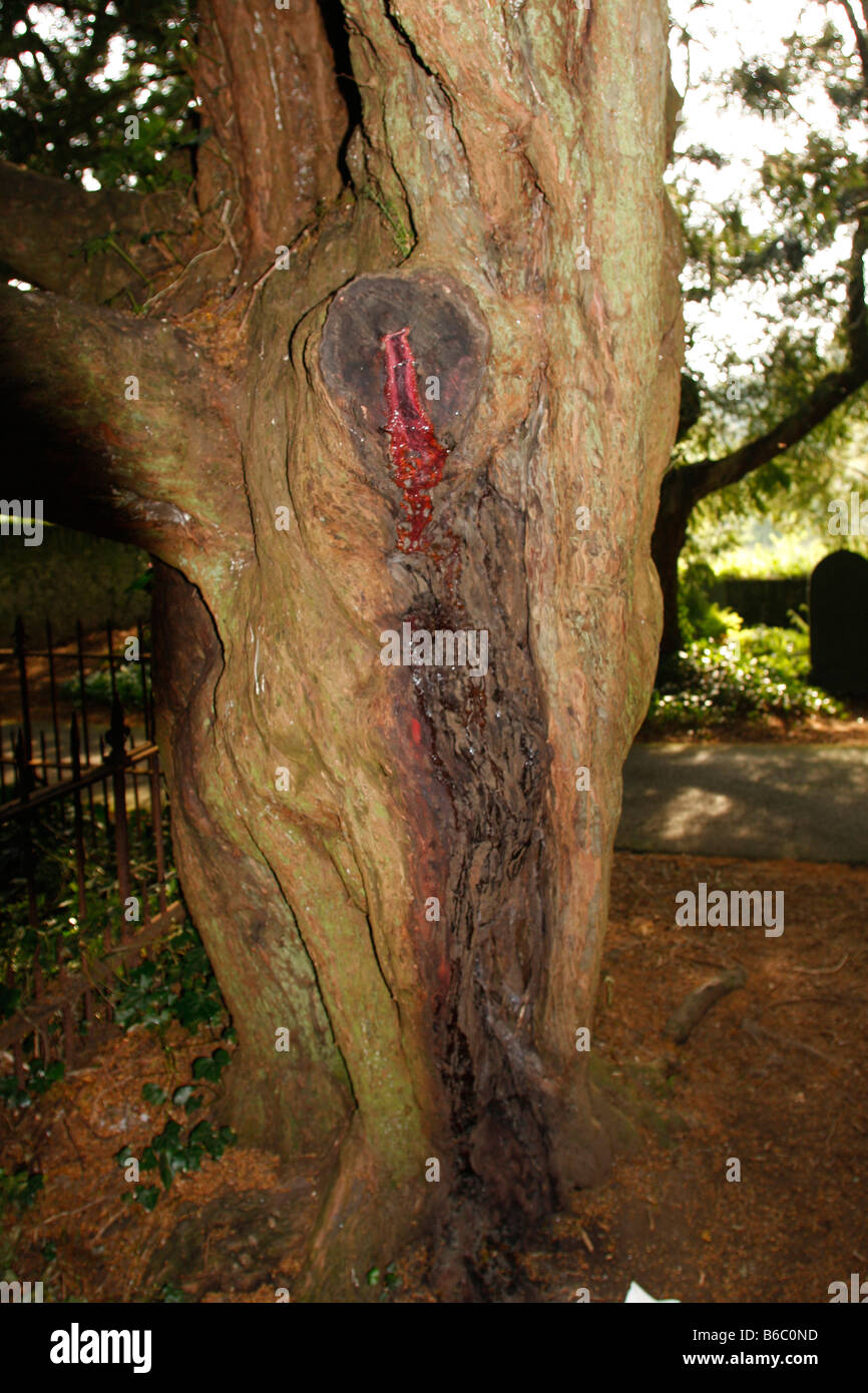 Tree sap bleed hires stock photography and images Alamy